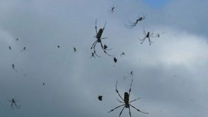 Дощ з павуків: моторошне явище, яке ховає геніальну міграцію