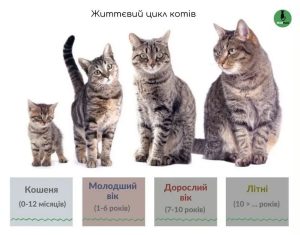 Вік кота до людини: таблиця, формула і етапи життя